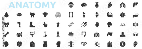 Anatomy icon set glyph style with skull, brain, spine, heart, lungs, liver, stomach, kidney, eye, ear, nose, mouth, tooth, tongue icons