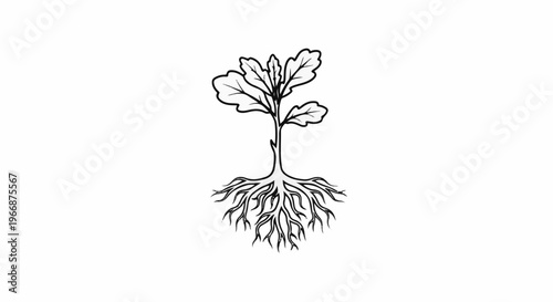 Simple black and white illustration of a young oak tree sapling with visible roots