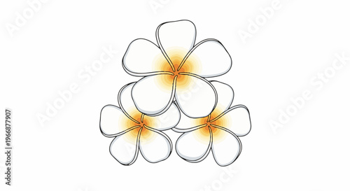 Delicate white blossoms with warm orange centers, outlined in black
