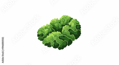 A green leafy vegetable, possibly lettuce, viewed from above