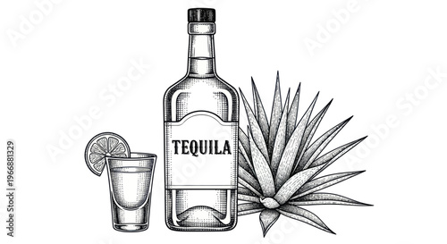 Tequila bottle, shot glass with lime, and agave plant, hand-drawn illustration