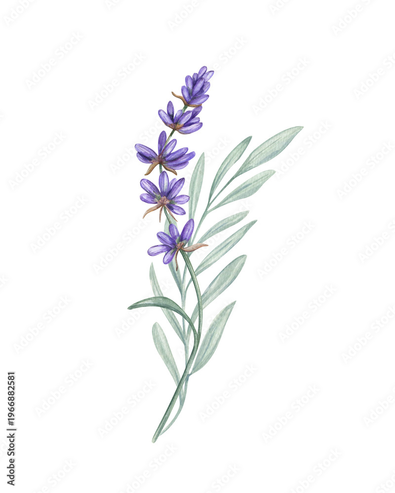 Obraz premium Lavender branch, green leaves bouquet watercolor illustration on isolated background. Field blooming purple flowers clip art. Mediterranean herbs for invitation, aromatherapy product packaging.