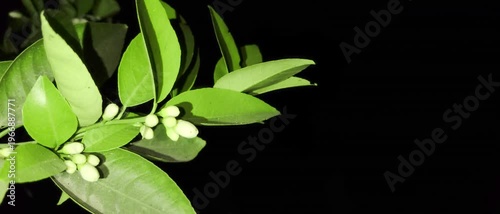 Lemon Tree Branch with Green Leaves and Black background.
