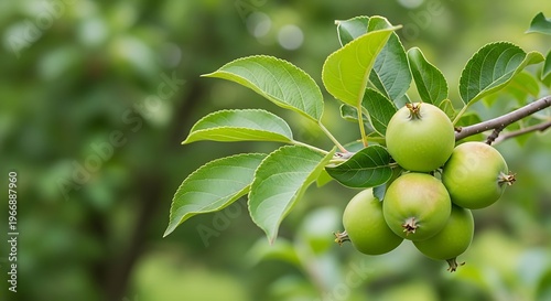Fresh green apples growing on tree branch surrounded by lush green leaves in natural outdoor setting