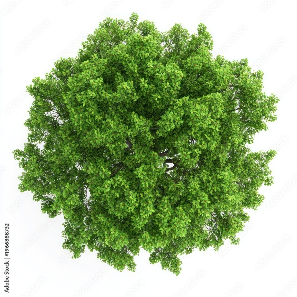 Obraz premium Real sycamore tree green view top.