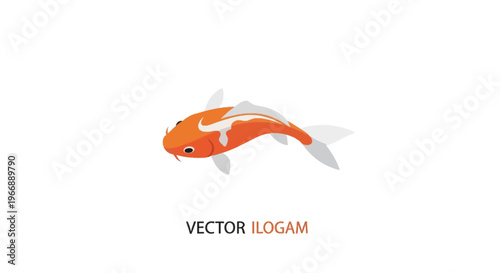Vector illustration of a vibrant orange and white koi fish swimming