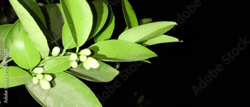 Lemon Tree Branch with Green Leaves and Black background.