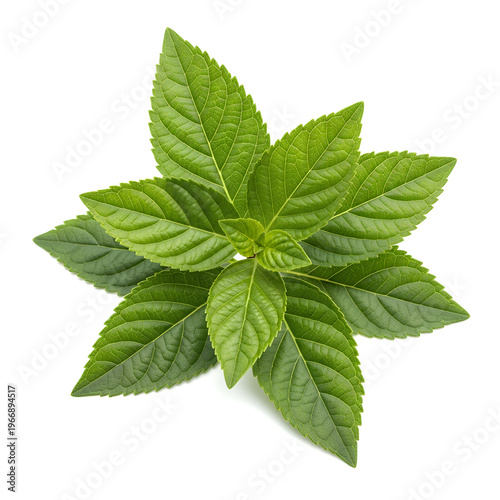 Fresh green mint leaves a vibrant and aromatic herb isolated on white background.