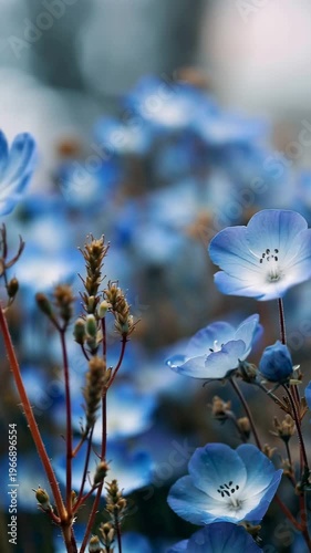 Delicate Blue Nemophila Flowers in a Field