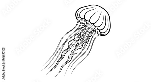 A detailed black and white line drawing of a jellyfish with flowing tentacles.