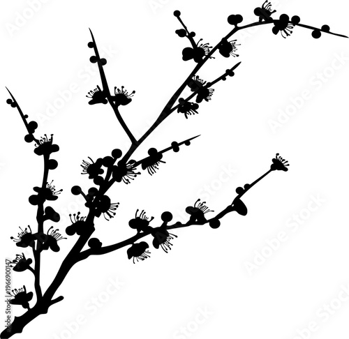 Silhouetted Blossom: Delicate branch of a flowering plant in stark silhouette, capturing the essence of spring awakening. 