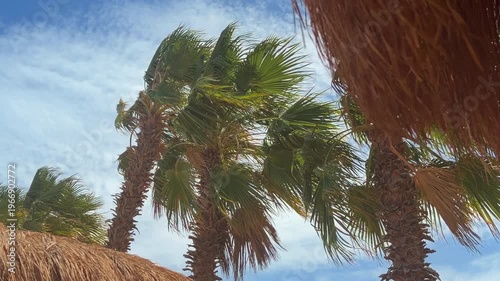 Lush Palms Sway In Wind. Tropical Environment With Rustling Leaves And Bright Sunlight