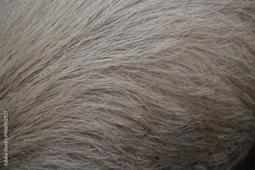 Close up texture of pig fur natural animal background detail