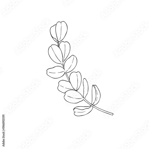 Vector eucalyptus branch, graphic hand drawn isolated illustration. Botanical Christmas, winter, and wedding clipart. For designers, invitations, decoration, postcards, wrapping paper, scrapbooking