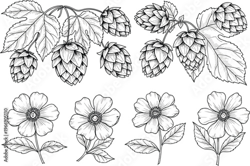 Hand Drawn Hop Cones and Wild Flowers Botanical Line Art Set, Detailed Floral and Plant Illustration Collection for Herbal Design and Decorative Vector