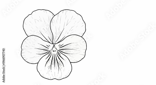 Black and white sketch of a pansy flower with delicate lines