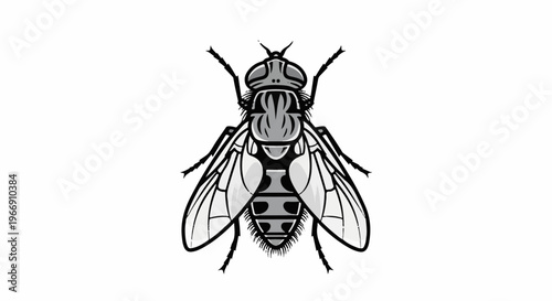 Black and white drawing of a fly on a white background, viewed from above