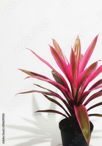 Vibrant pink and green dracaena plant with striking foliage against a plain background