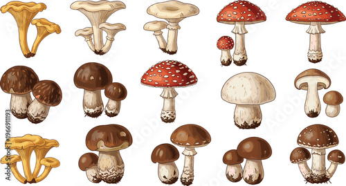 Wild mushroom collection illustration, edible and poisonous fungi set, hand drawn forest mushrooms, botanical nature elements, detailed vintage food clipart
