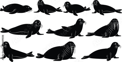 Collection of black seal and walrus silhouettes set in various poses and positions isolated on a white background for marine wildlife nature vector design.