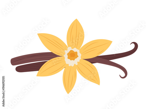 Vanilla flower with pods isolated on white background. Flat vector illustration of spice plant, aromatic ingredient for food, dessert, cosmetic and organic design.