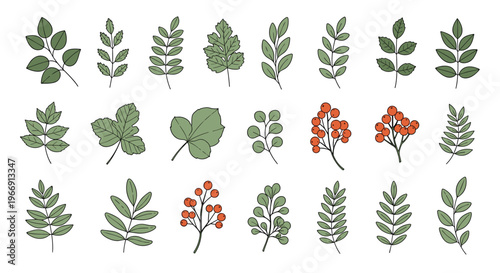 Educational collection of various tree leaves and red berries in a hand drawn botanical illustration style on a white background.