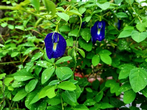 Принти на полотні Flower of Clitoria ternatea, commonly known as Asian pigeonwings, bluebellvine,