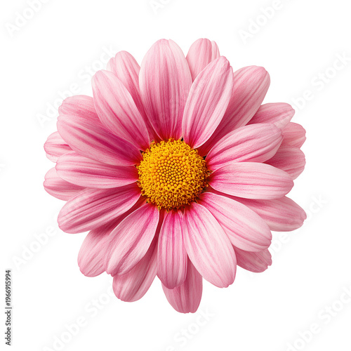 A close-up of a pink daisy flower with a yellow center isolated on white. This image is suitable for floral design and botanical projects.
