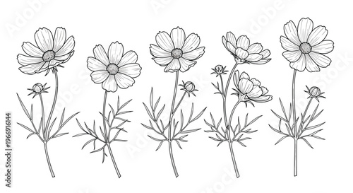Set of five cosmos flowers in a hand drawn sketch style with delicate petals and thin stems isolated on a white background.