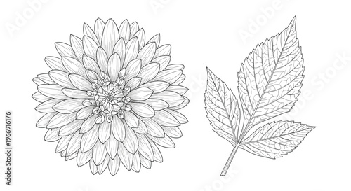 Highly detailed hand drawn sketch of a blooming dahlia flower and a matching leaf cluster isolated on a white background.