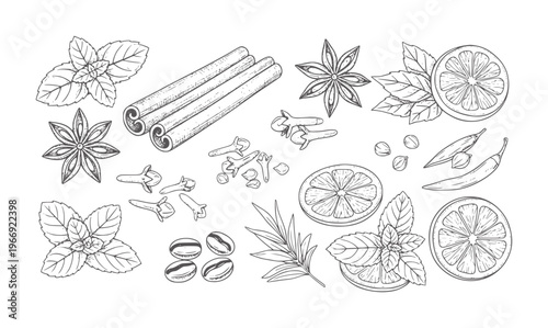 Assortment of hand drawn spices and herbs including cinnamon sticks star anise and citrus slices