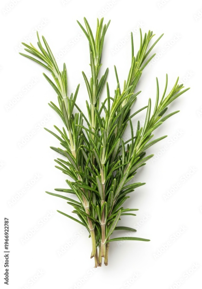 Fototapeta premium Fresh rosemary sprig displayed against a plain background