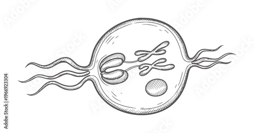 Hand drawn of cell division with chromosomes and flagella biology