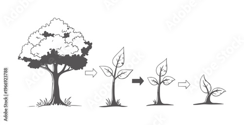Tree growth stages from seedling to tree with arrows sprout