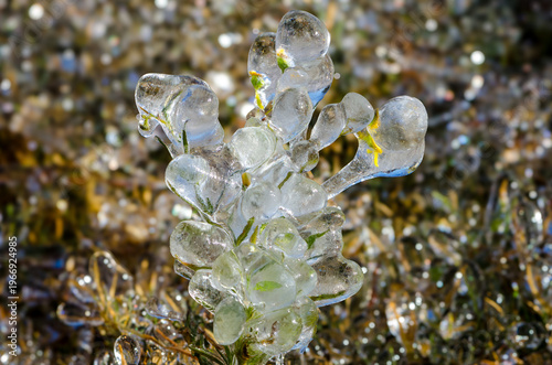 Foto Plant encased in ice, natural ice sculpture, protection