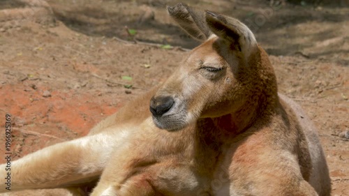 Portrait of the red kangaroo. Scientific species name: Macropus rufus