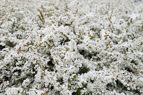 Valokuva 満開に咲いた雪柳の花
