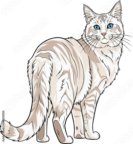 Aphrodite Giant cat standing rear view looking back attentive pose