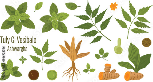 Ashwagandha tulsi and medicinal herb plants vector set with roots leaves and ayurvedic botanical illustration isolated on white background