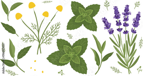 Chamomile mint and lavender herbal plants vector set with aromatic medicinal leaves and flowers botanical illustration isolated on white background