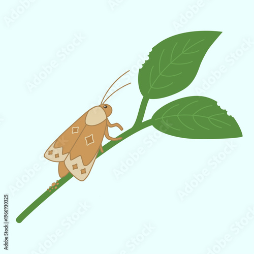 Codling moth pest laying eggs line colored illustration