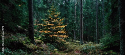 Lush Green Forest with Yellow Leafed Tree in Dense Woodland During Day
