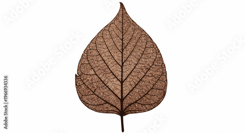 Detailed brown leaf skeleton with prominent veins on a white background