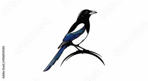 Detailed illustration of a black and white magpie with blue accents perched on a branch
