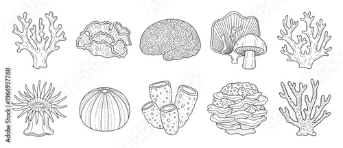 Diverse collection of ocean life and fungi outlines suitable for educational resources naturethemed coloring books or detailed graphic design projects.