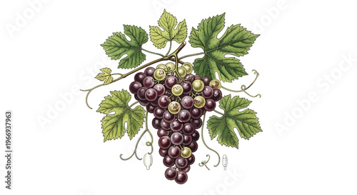 Vintage Grapes Bunch with Leaves