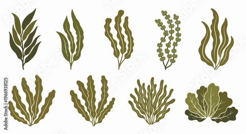 Collection of stylized aquatic plants in shades of green