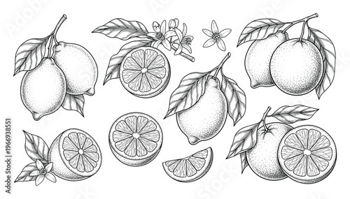 Detailed botanical drawings of fresh lemons, lemon slices, and delicate blossoms, perfect for adding an organic and natural touch to food packaging, drink labels, or health and wellness