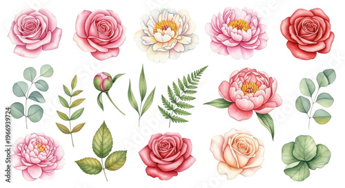 Floral elements collection isolated on transparent background