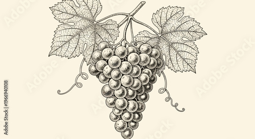 Vintage Grapes Illustration: Bunch of Grapes with Leaves and Tendrils